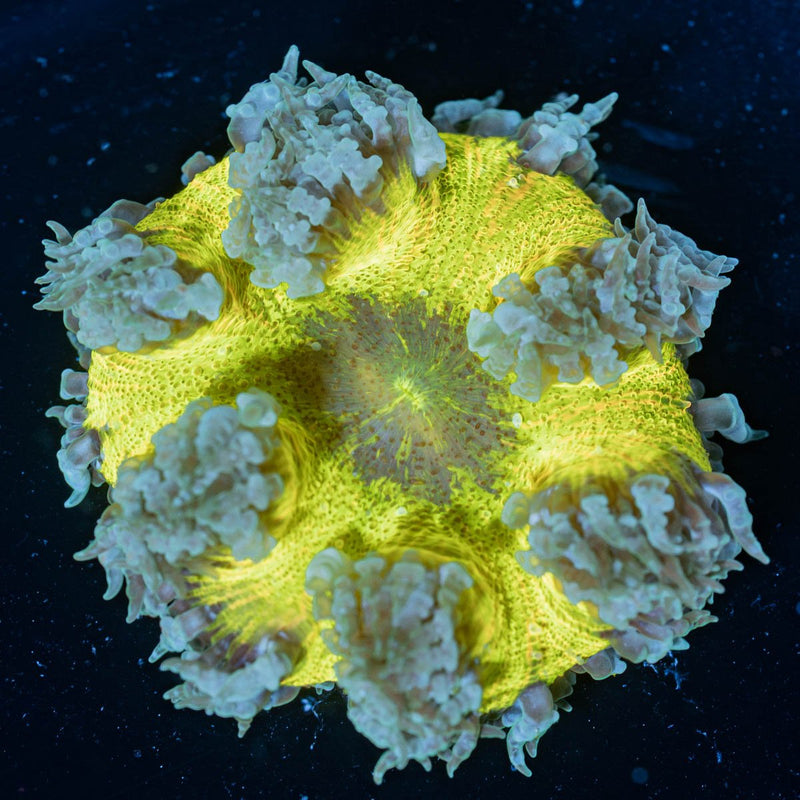 Rock Flower Anemones