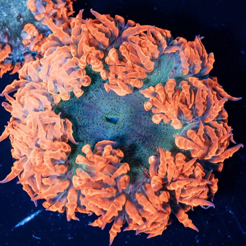 Rock Flower Anemones