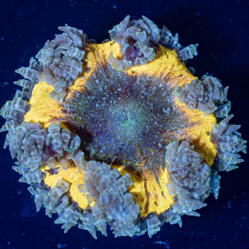 Rock Flower Anemones