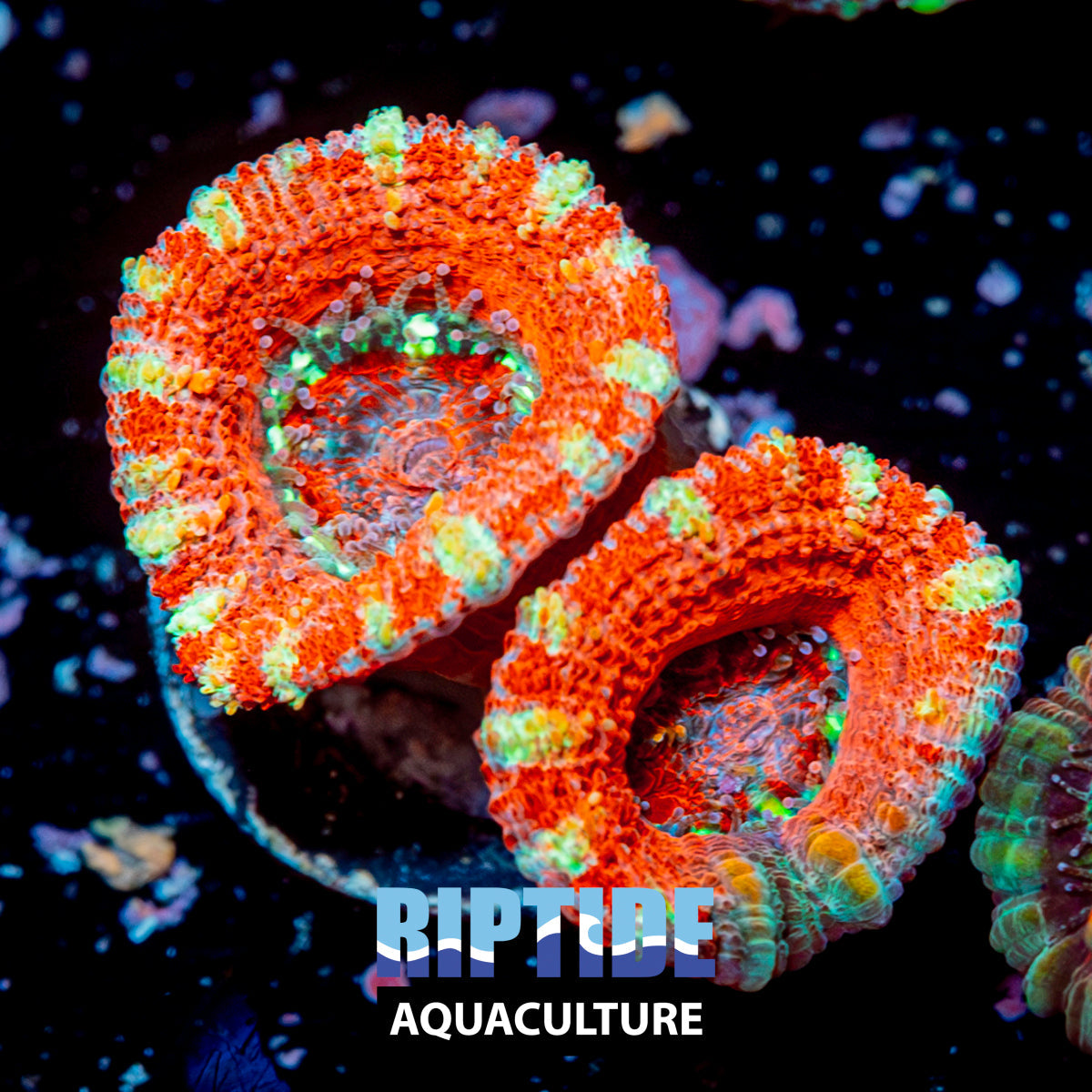 Pink Micromussa / Acan