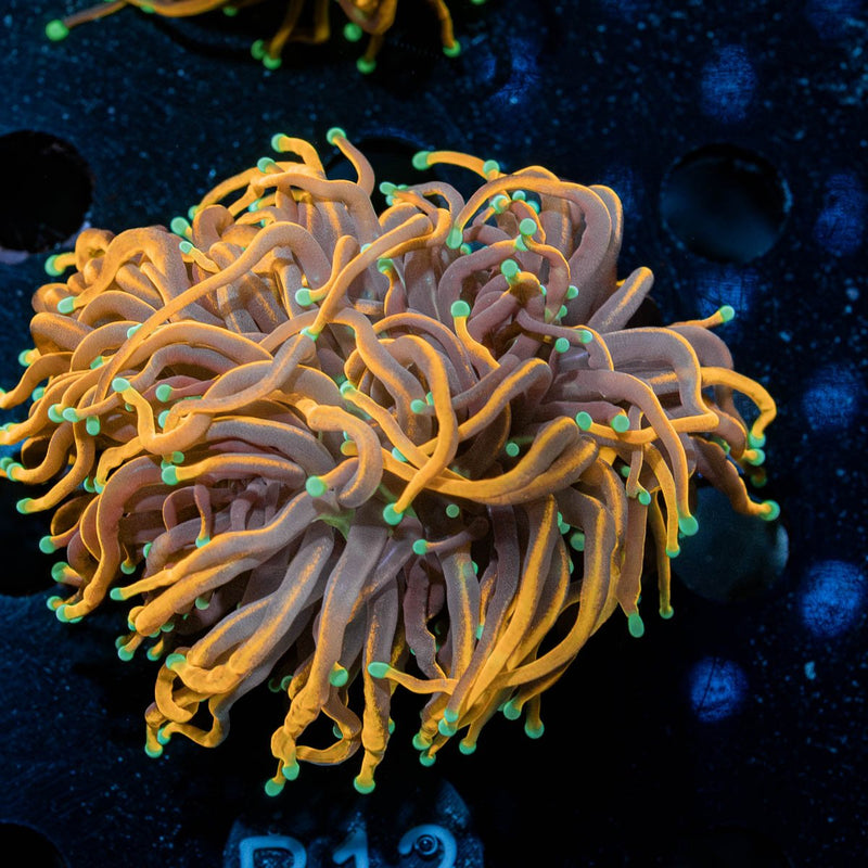 21 Tails Torch Euphyllia