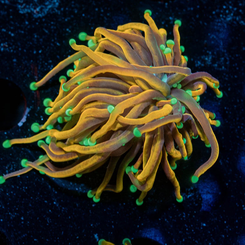 21 Tails Torch Euphyllia