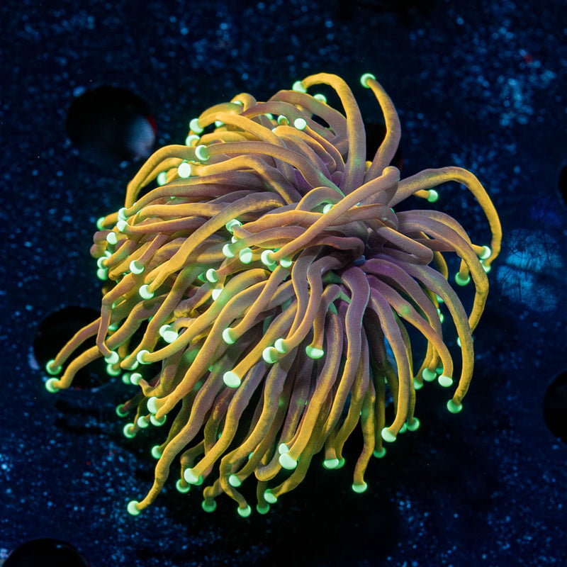 21 Tails Torch Euphyllia