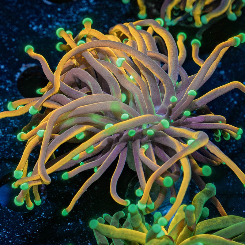 21 Tails Torch Euphyllia