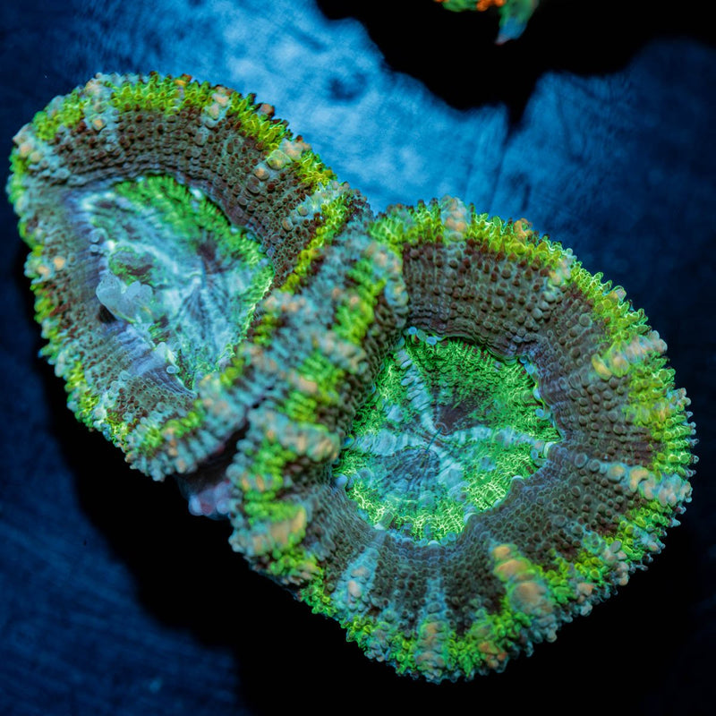 Green Micromussa Acan