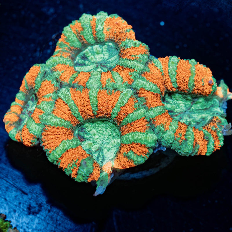 Tony the Tiger Micromussa Acan