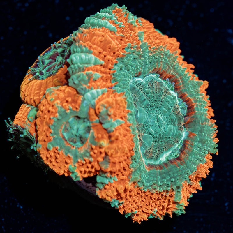 Captain Hook Asian Acan