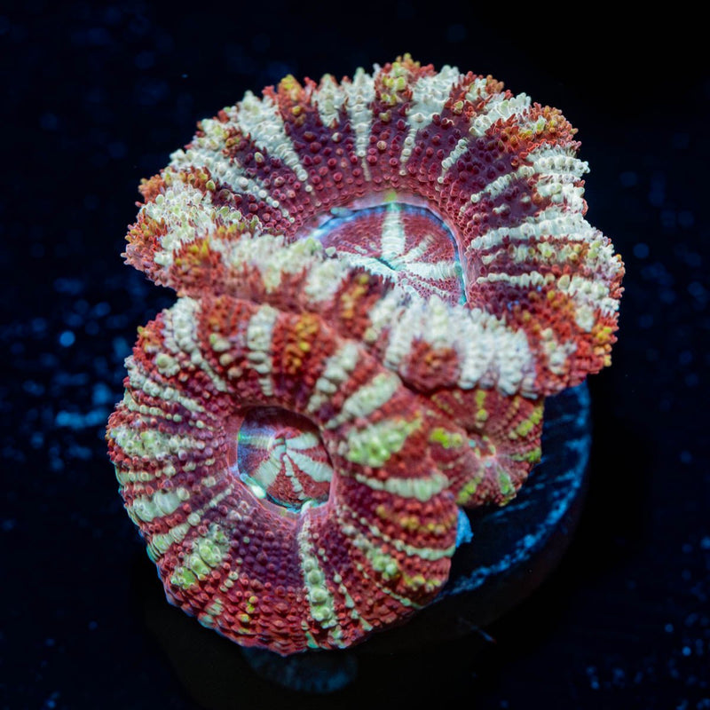 Acan / micromussa