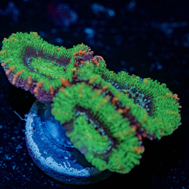 Green Acan / micromussa