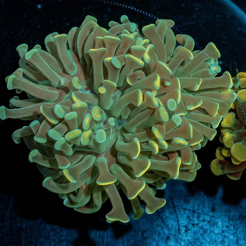 Golden Hammer Euphyllia