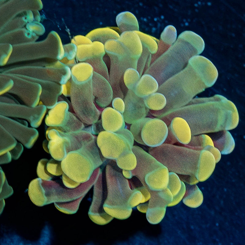 Golden Hammer Euphyllia