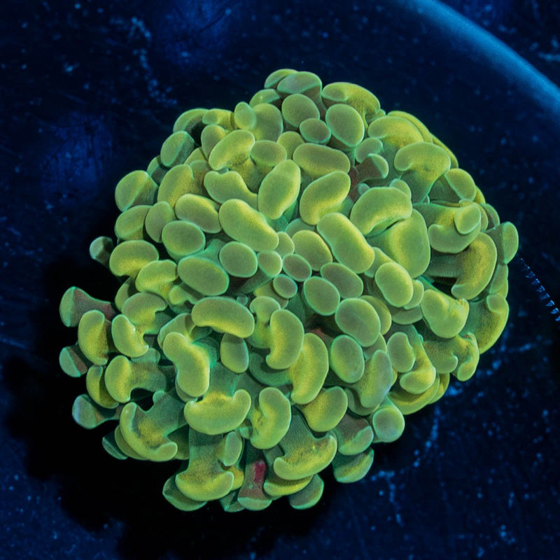 Golden Hammer Euphyllia