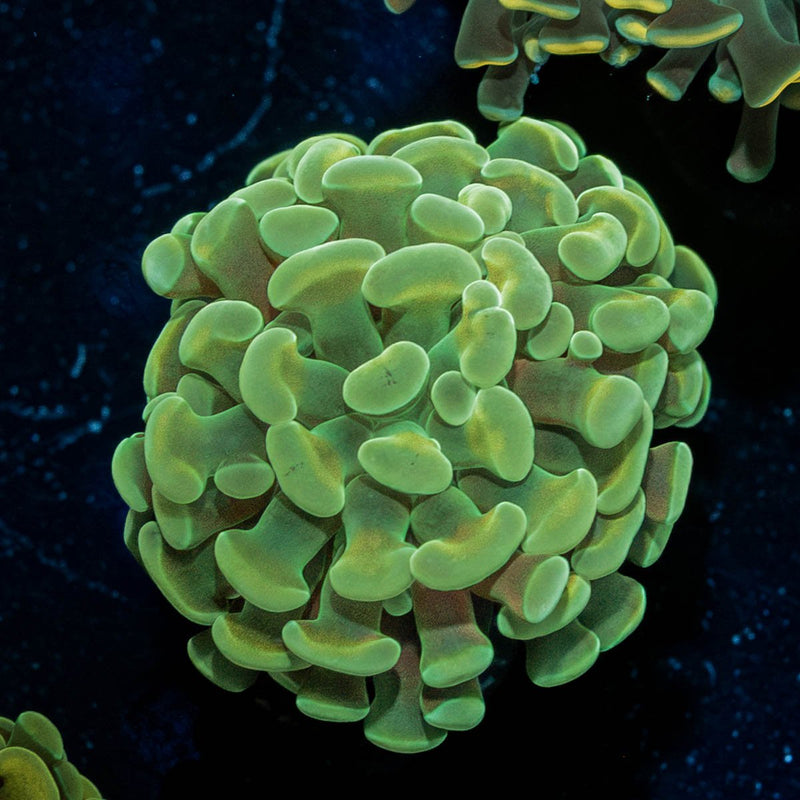 Golden Hammer Euphyllia