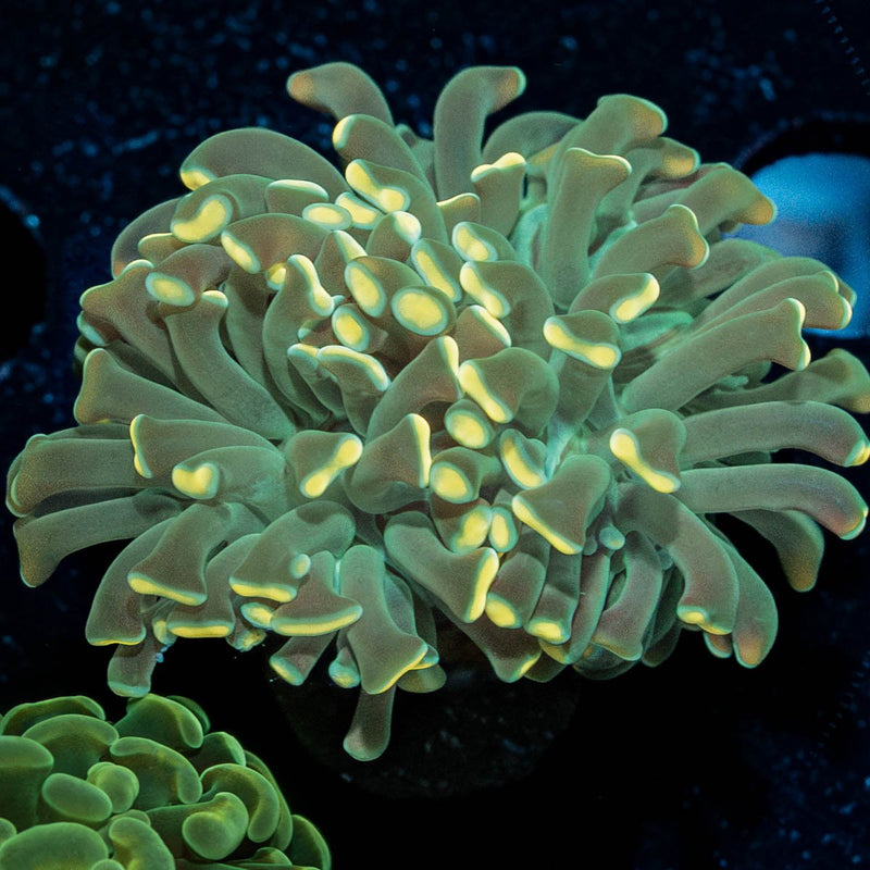 Golden Hammer Euphyllia