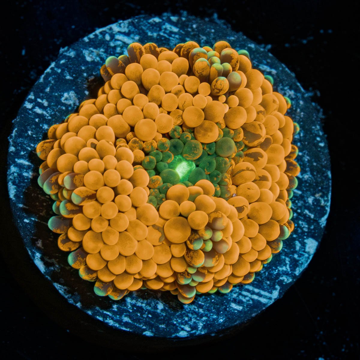 Orange  Ricordea Mushroom 