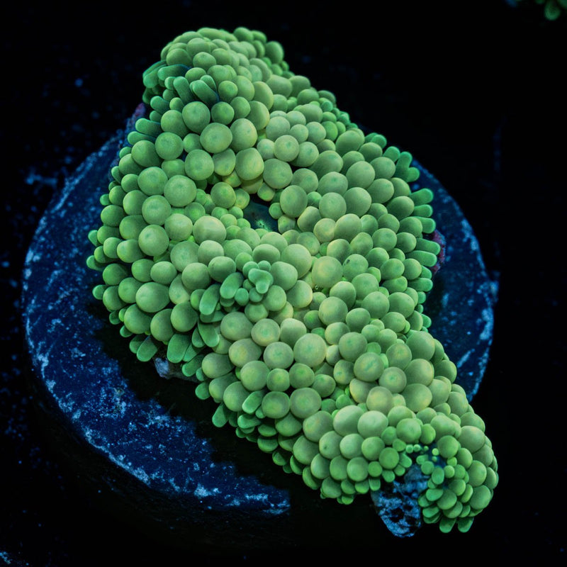 Green Ricordea Mushroom