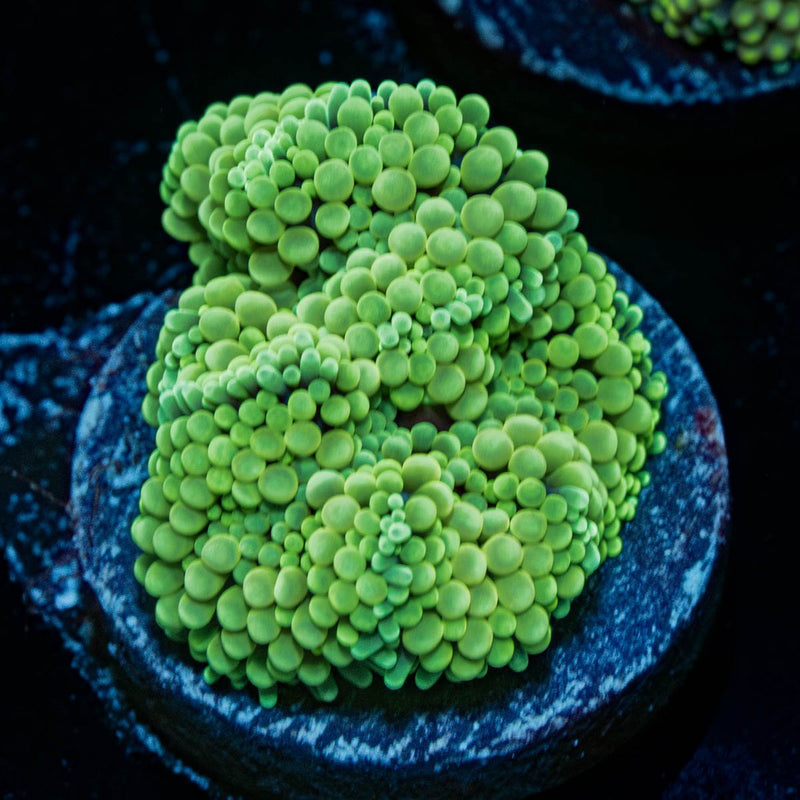 Green Ricordea Mushroom