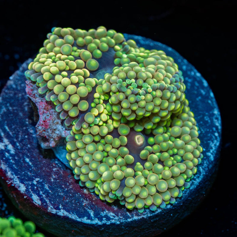 Green Ricordea Mushroom