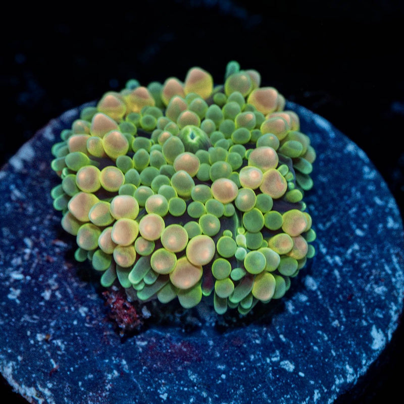 Bi Color Ricordea Mushroom