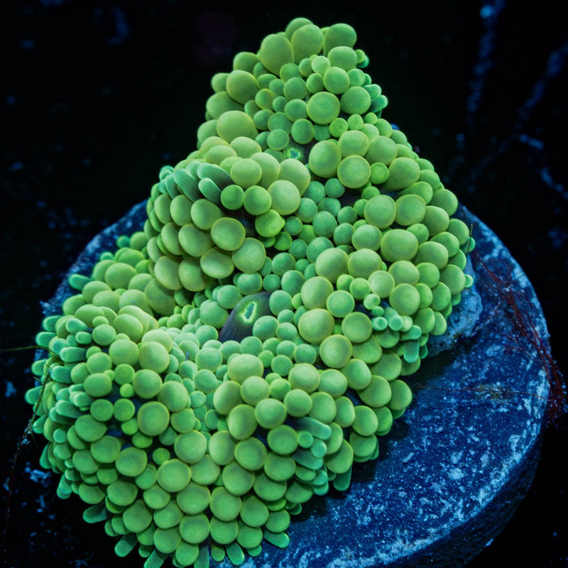 Green Ricordea Mushroom