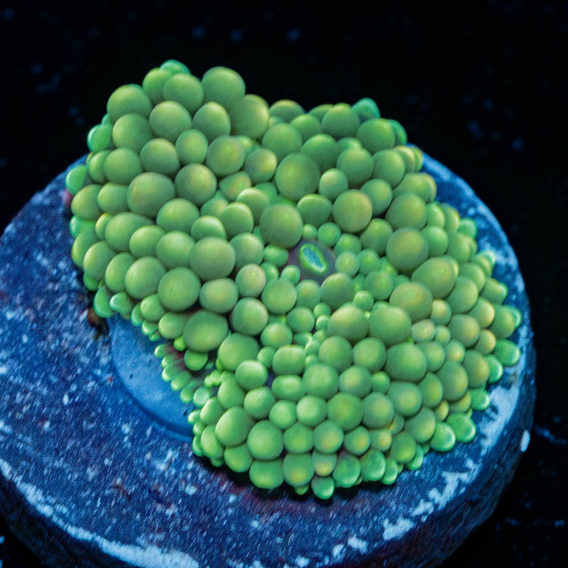 Green Ricordea Mushroom