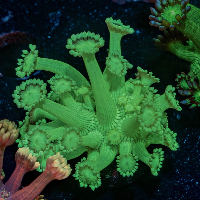 Green Goniopora