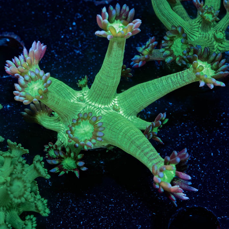 Bubble Toes Goniopora