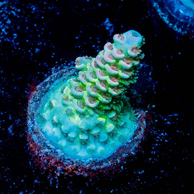 Rainbow Fusion Tenuis