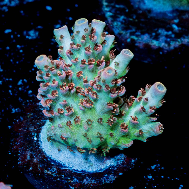 Optimus Prime Acropora