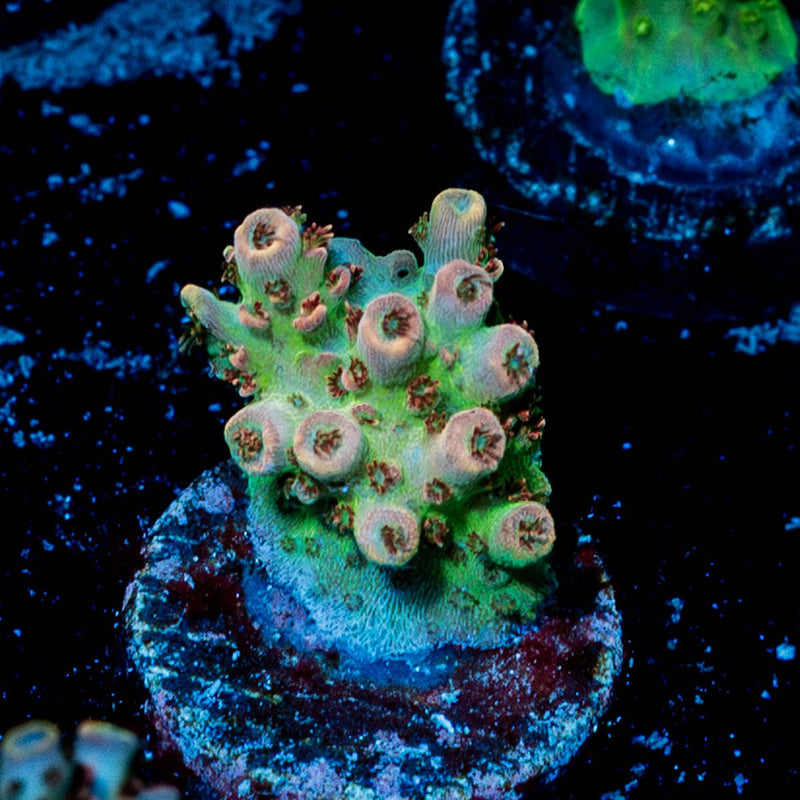 Princess Peach Acropora