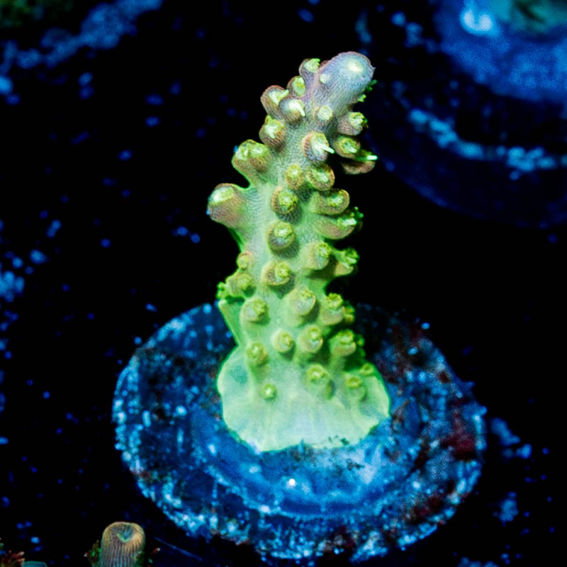 Paletta Pink Tip Acropora