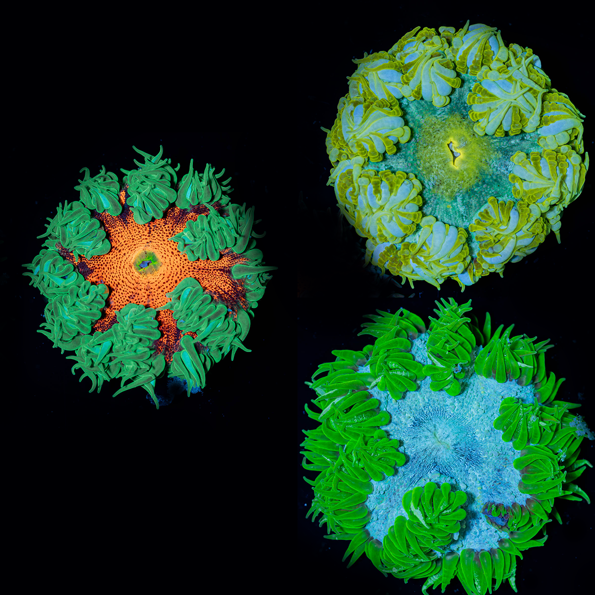 3-Pack Rock Flower Anemones – 1 Red, 2 Green or Silver Skirt