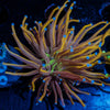 Gold Torch Euphyllia - riptide aquaculture llc