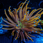Gold Torch Euphyllia - riptide aquaculture llc