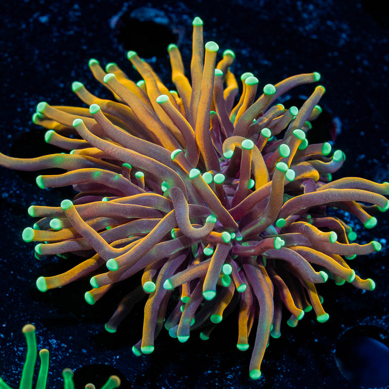 Dragon Ball Torch Euphyllia