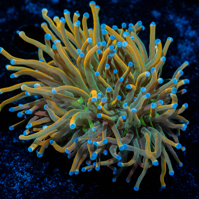 Sun Drop Torch Euphyllia