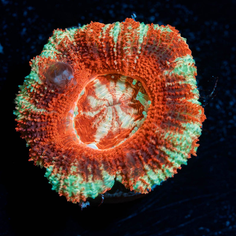 Blood Moon Asian Acan