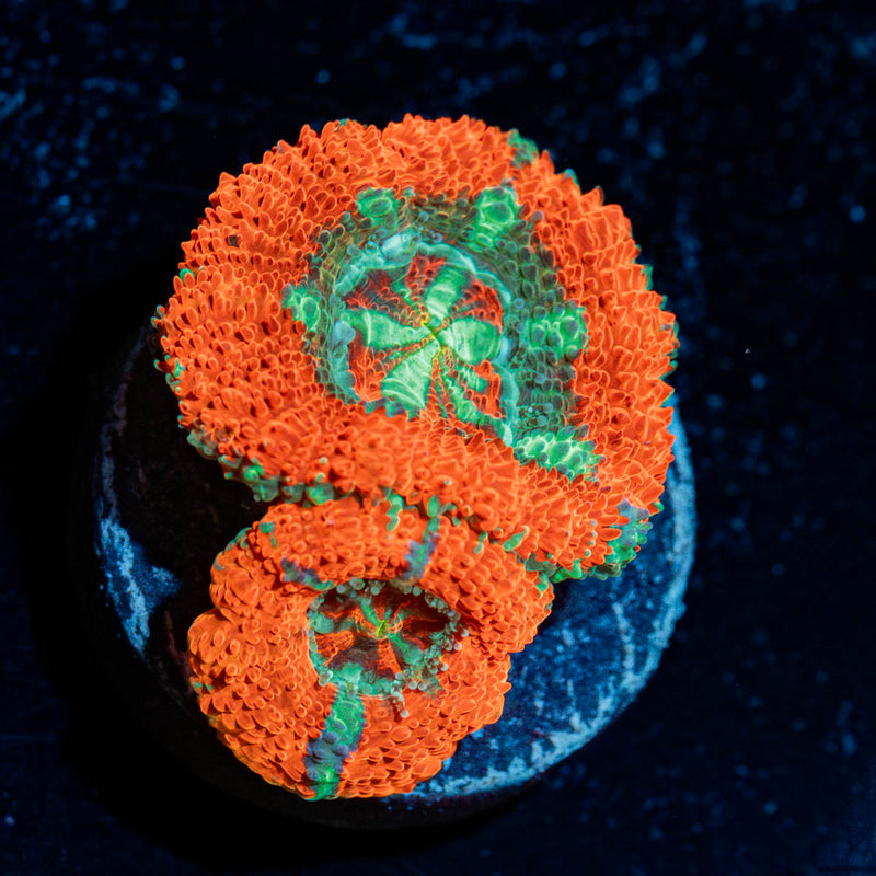 Tony the Tiger Asian Acan