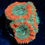 Captain Hooks Asian Acan - riptide aquaculture llc