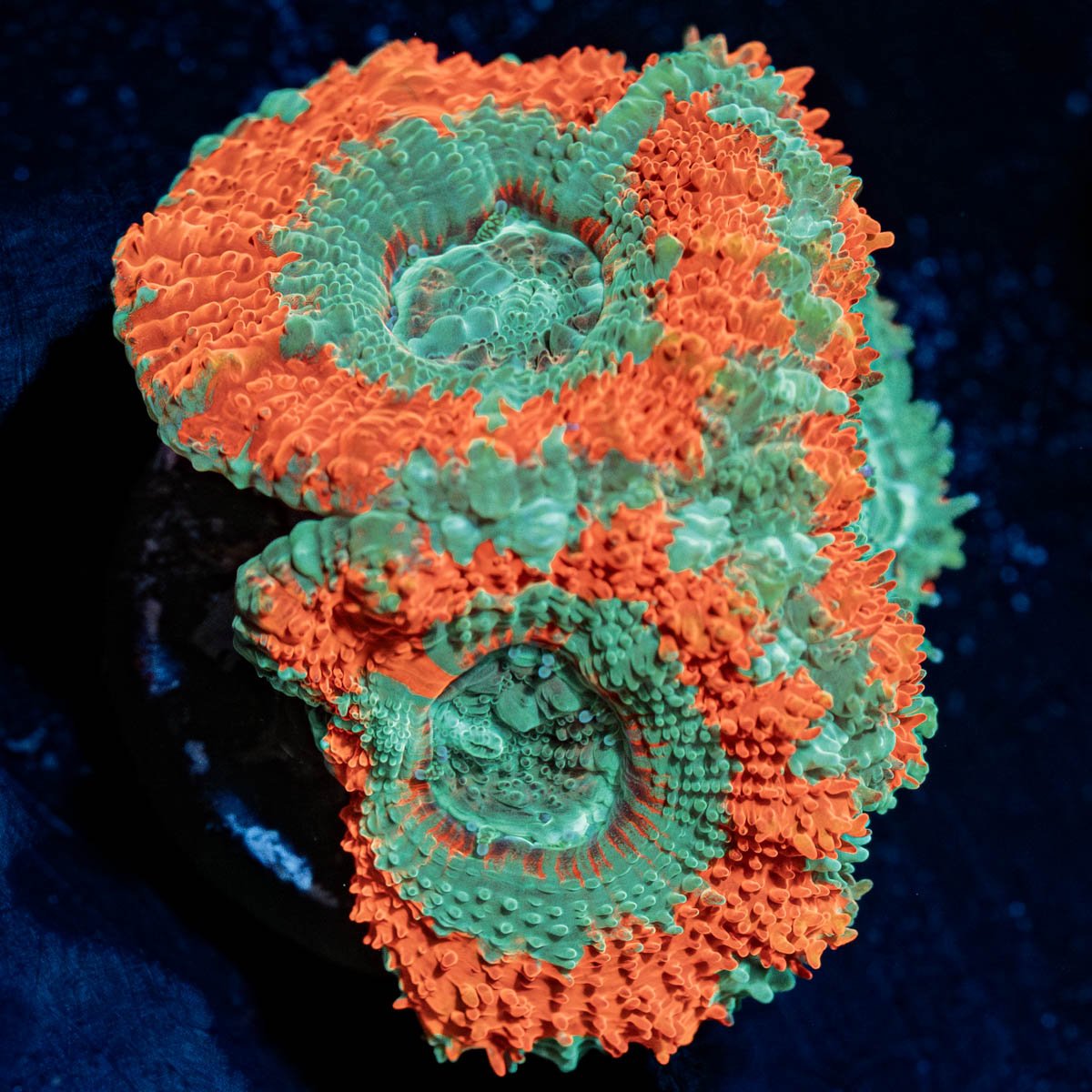 Captain Hooks Asian Acan - riptide aquaculture llc