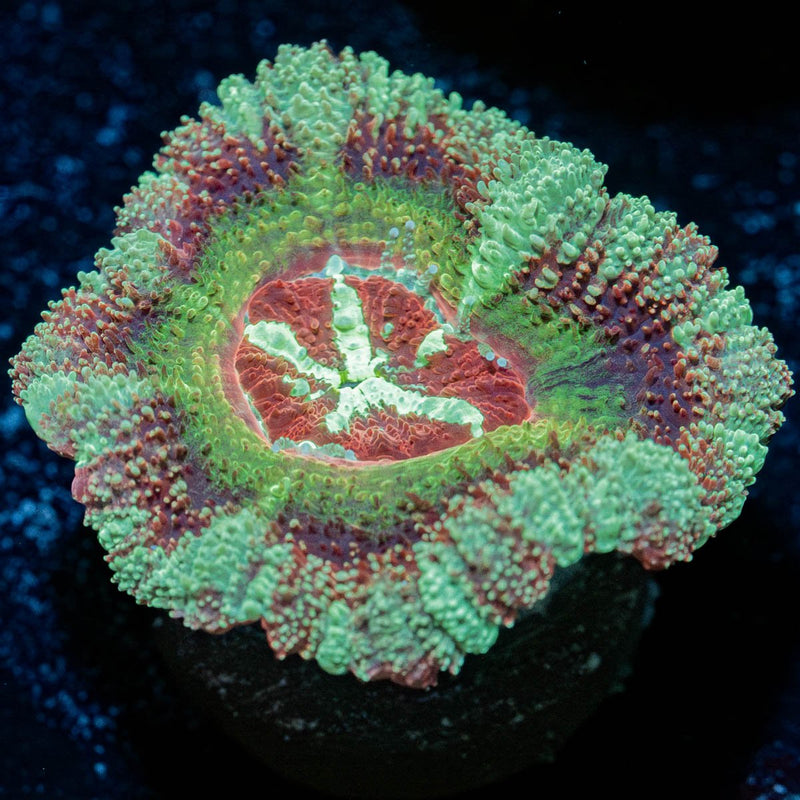 Leprechaun's Treasure Asian Acan