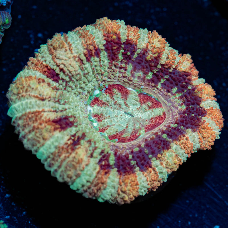 Wolverine Asian Acan