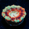 Cyclops Asian Acan - riptide aquaculture llc