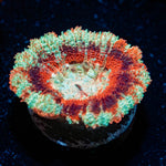 Cyclops Asian Acan - riptide aquaculture llc
