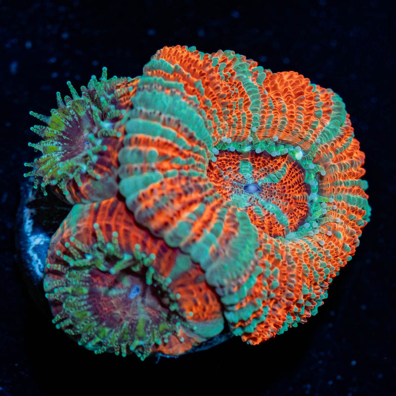 Tony the Tiger Asian Acan