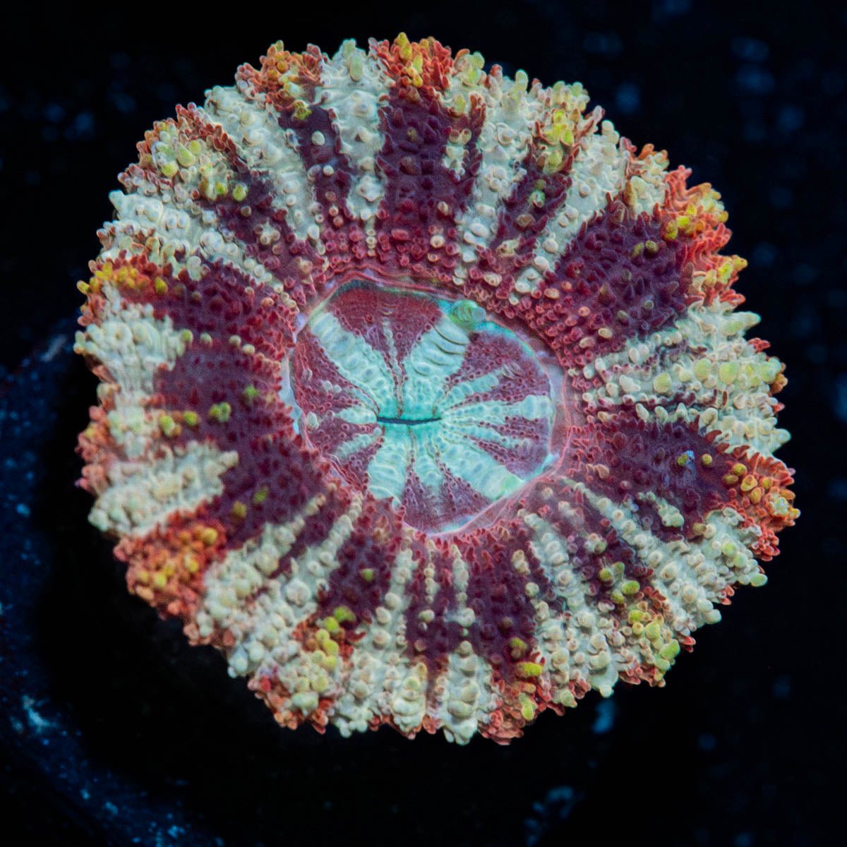 Koala Lovers Asian acan - riptide aquaculture llc