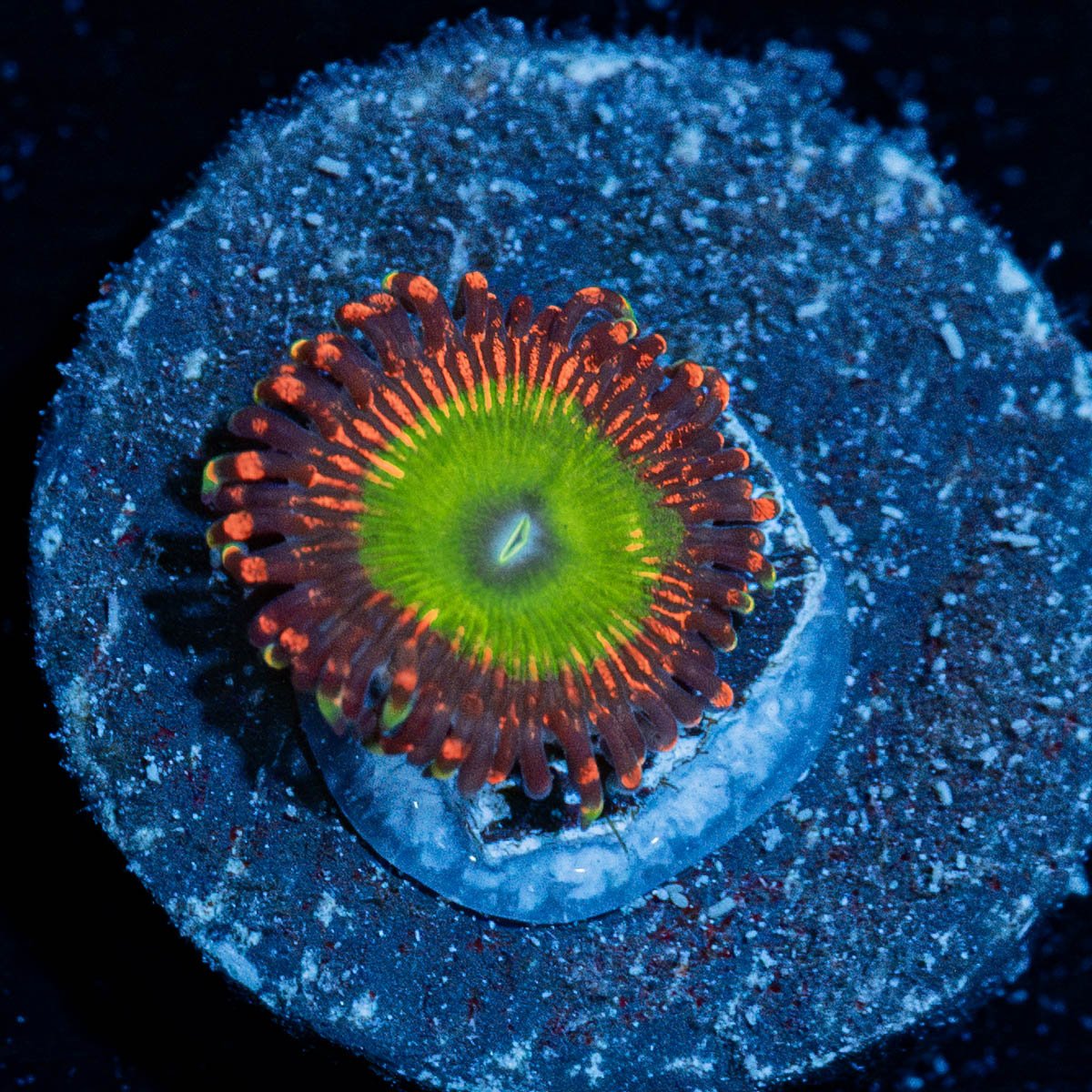Candy Apple Red Zoanthid - riptide aquaculture llc