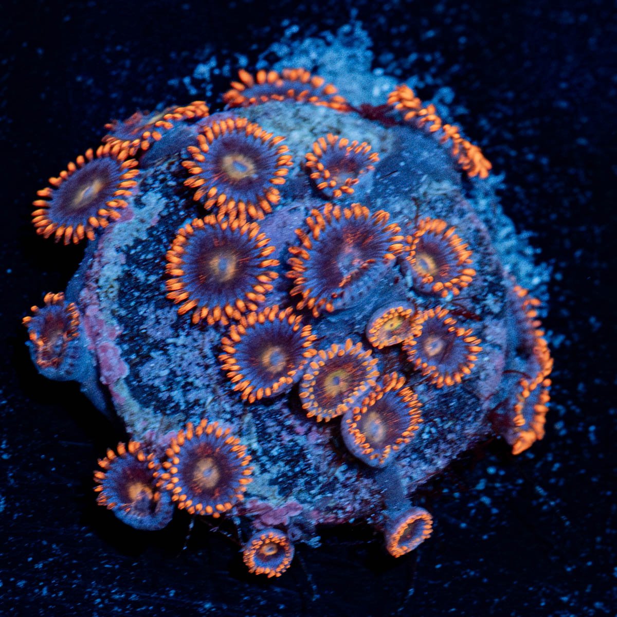 Stitches Zoanthid - riptide aquaculture llc