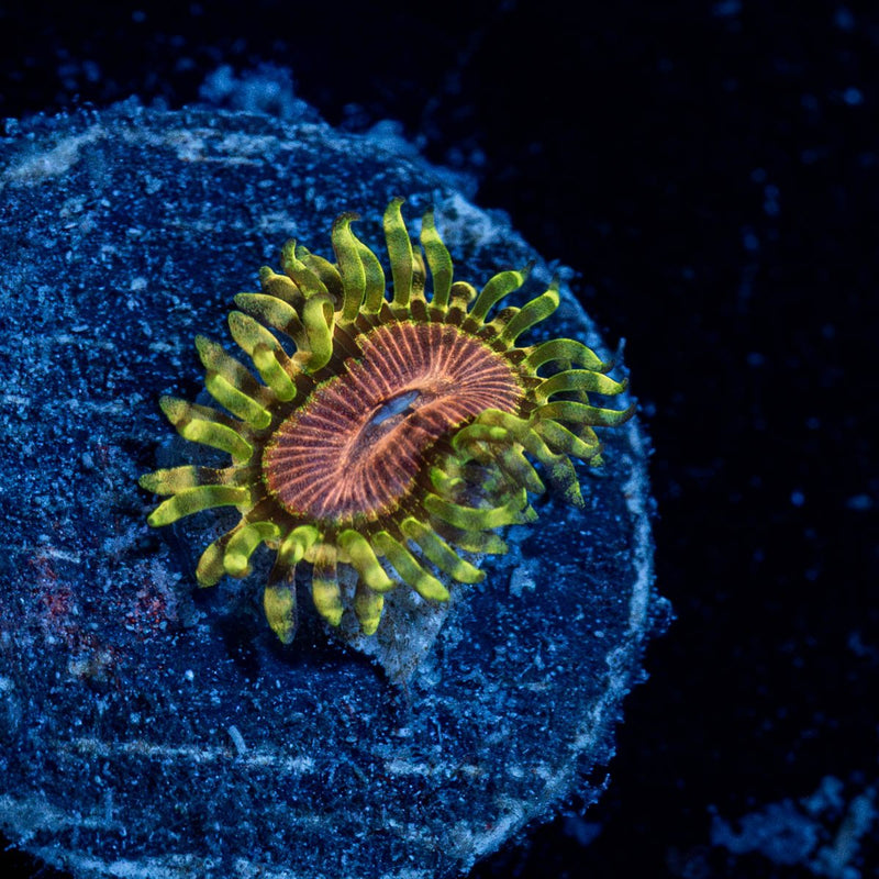Purple Monsters Zoanthid