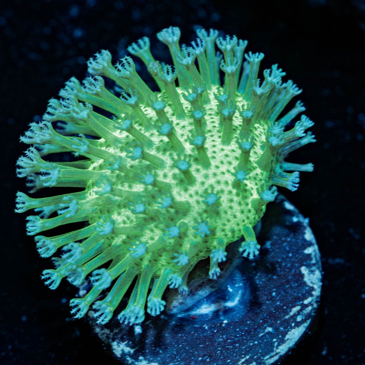 Mountain Dew Toadstool Leather - riptide aquaculture llc